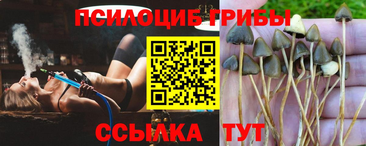 Галлюциногенные грибы Cubensis Бердск